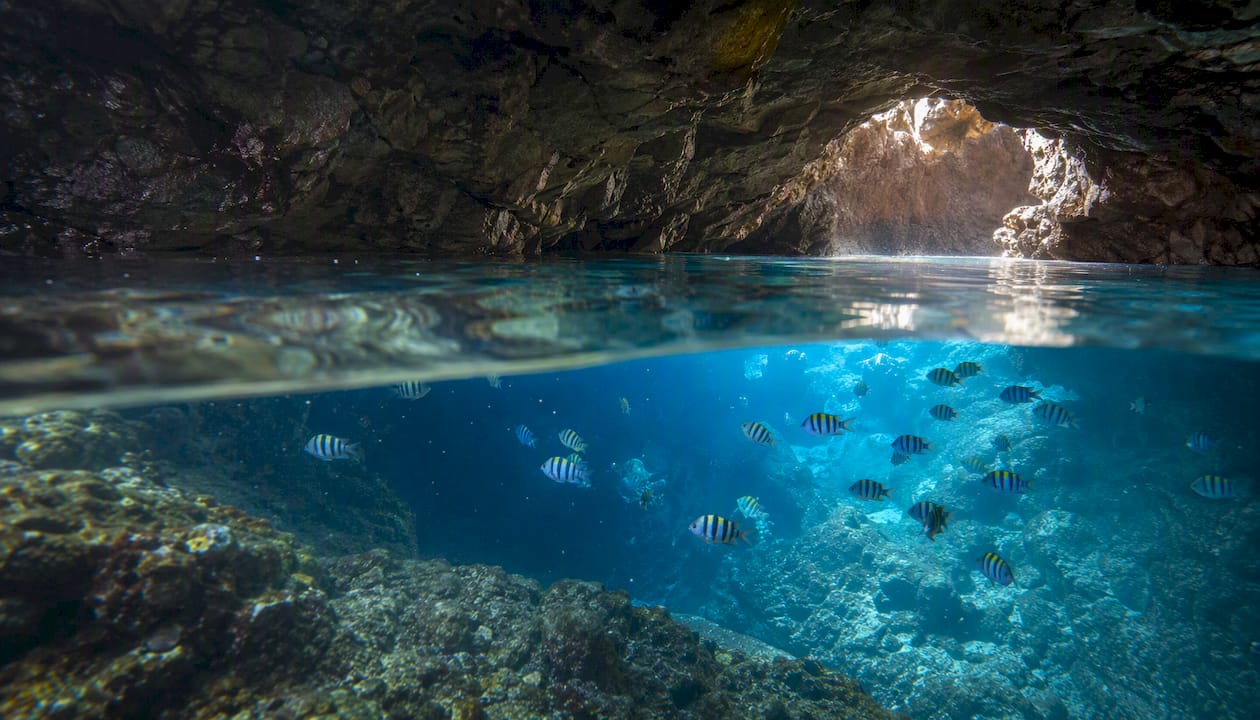 Underwater view of cave with sergeant major fish