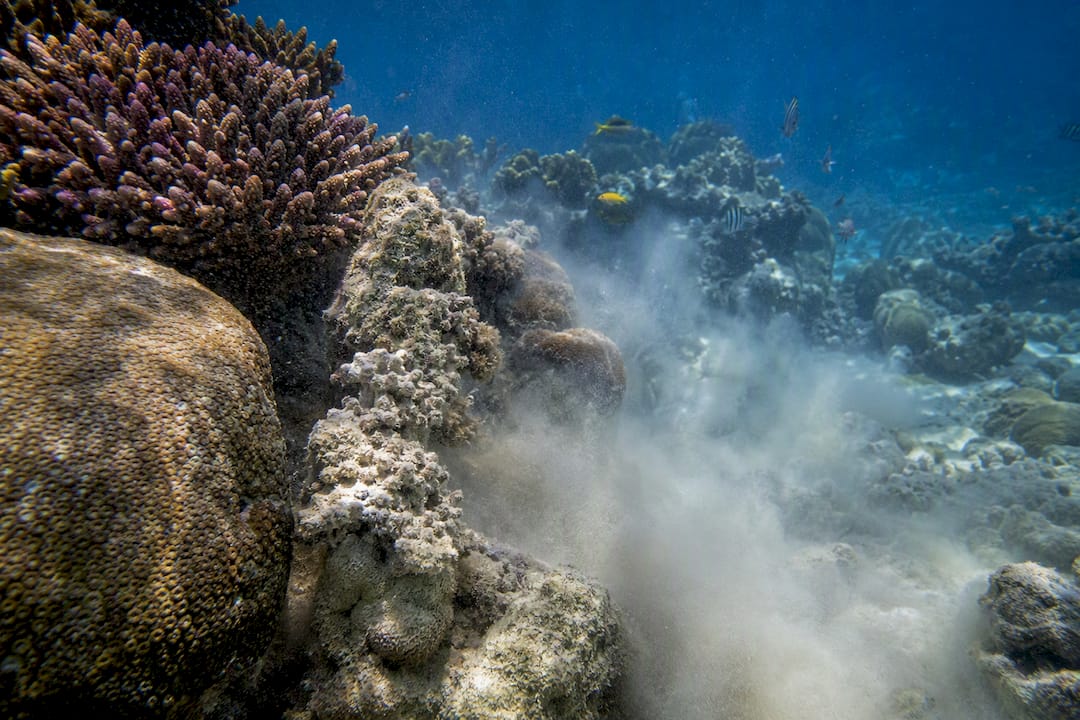 Coral reef showing fin damage and sediment disturbance