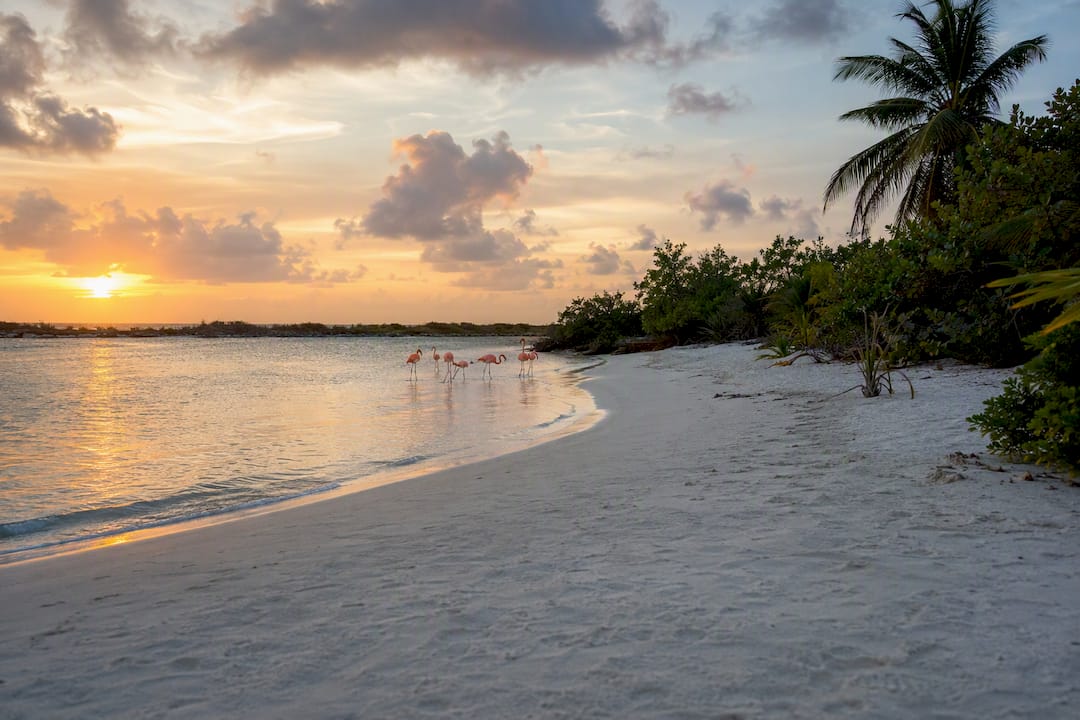 White sand beach and flamingos on Anegada island