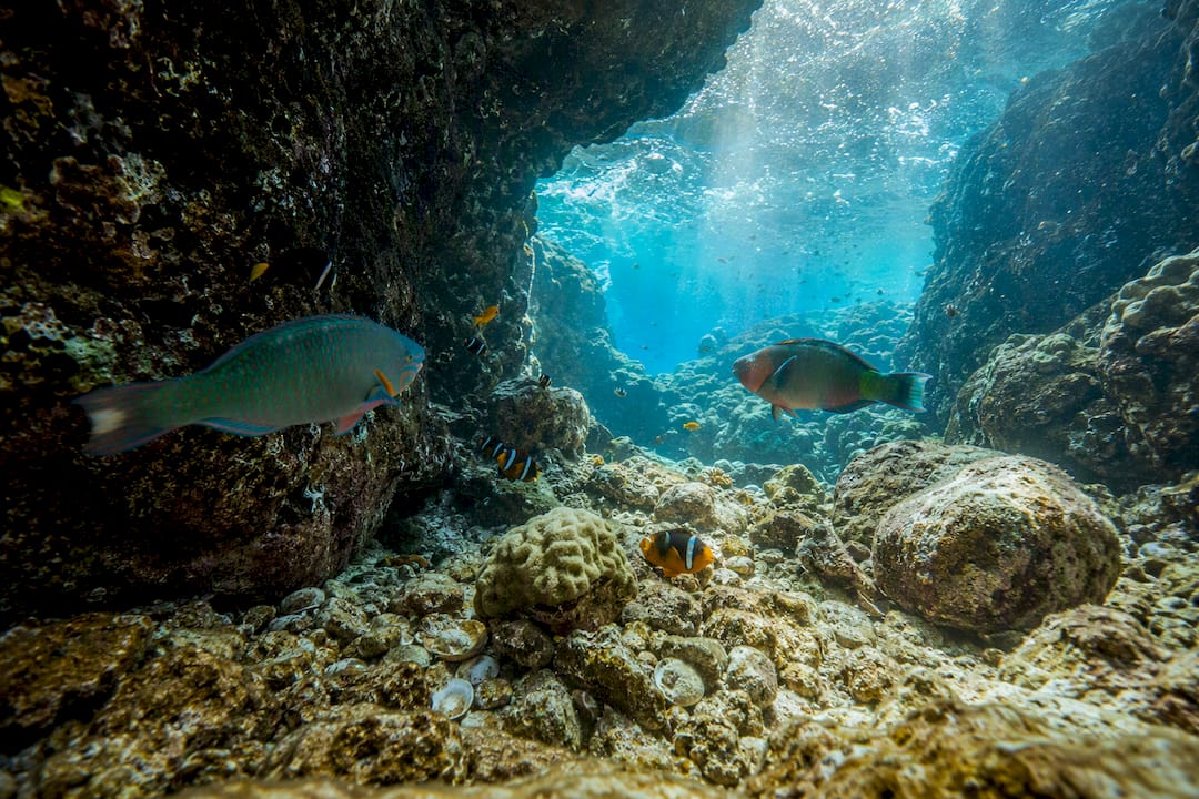 Snorkeling in Norman Island caves underwater view