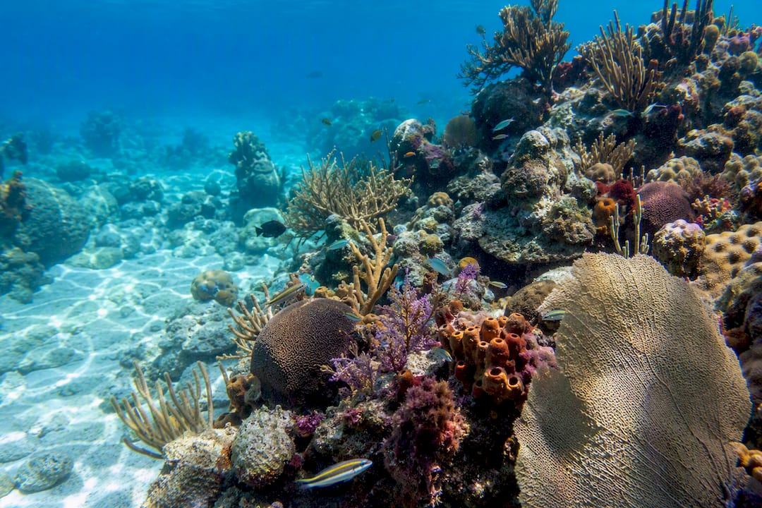 Vibrant Caribbean coral reef underwater